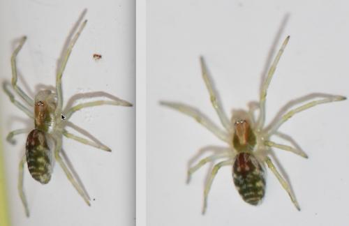 Nigma sp.